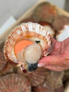 BONNE NOUVELLE !!! 😍
Il y a des nouvelles qui embellissent une journée, on espère que celle-ci en fera partie pour vous…!!!
LES SAINT-JACQUES sont de RETOUR !!!
☺️🥰